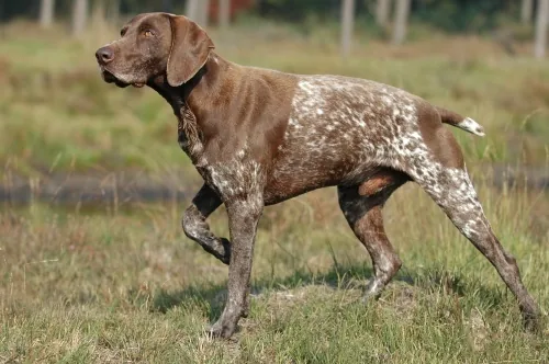 German Shorthaired Pointer dog breed
