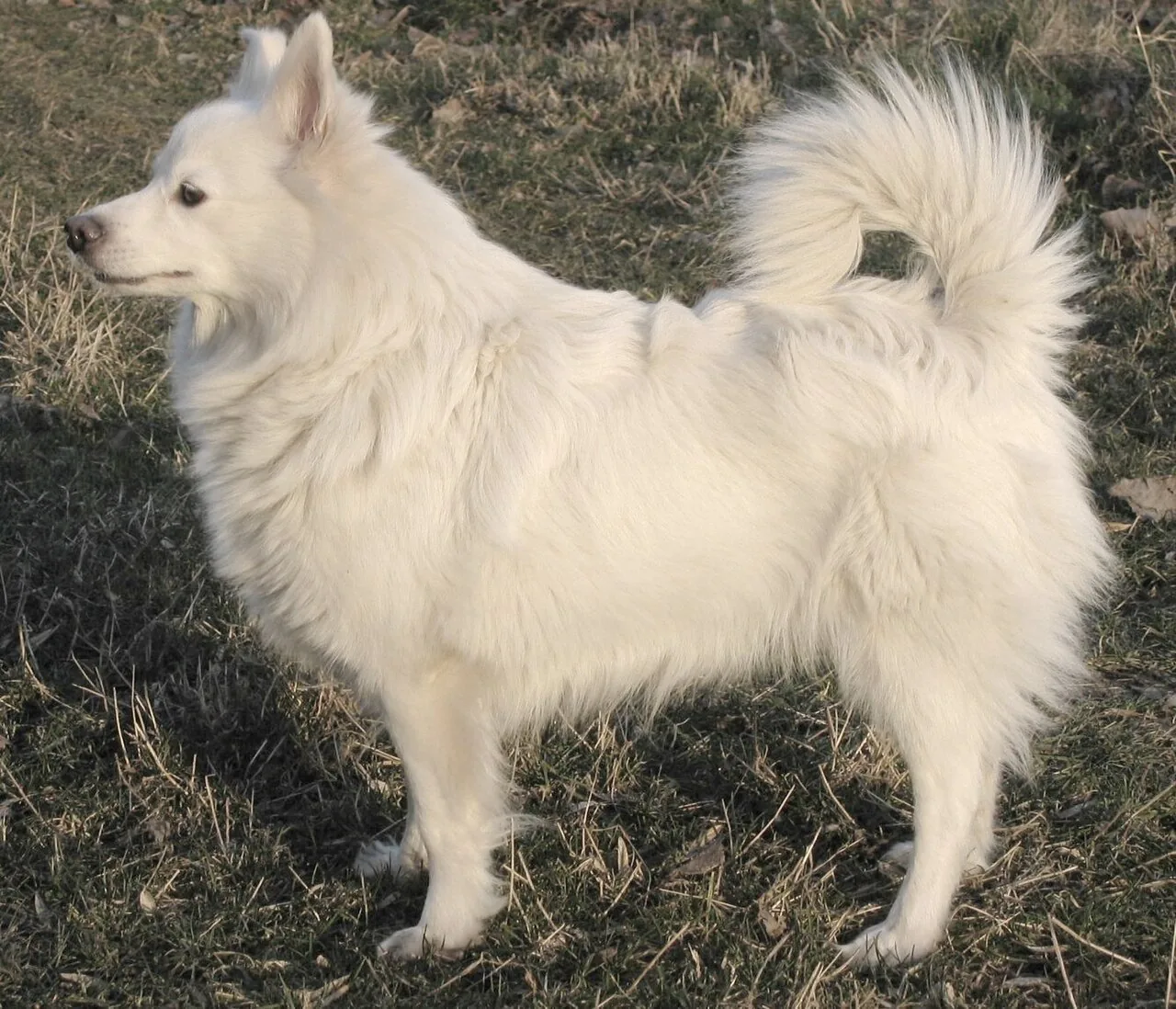 German Spitz dog breed
