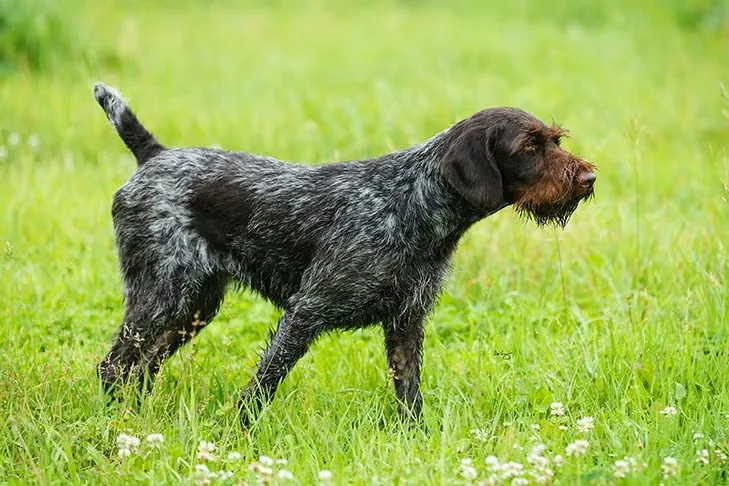German Wirehaired Pointer dog breed