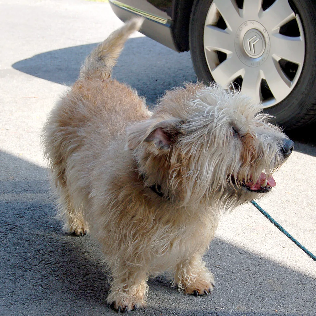 Glen of Imaal Terrier dog breed