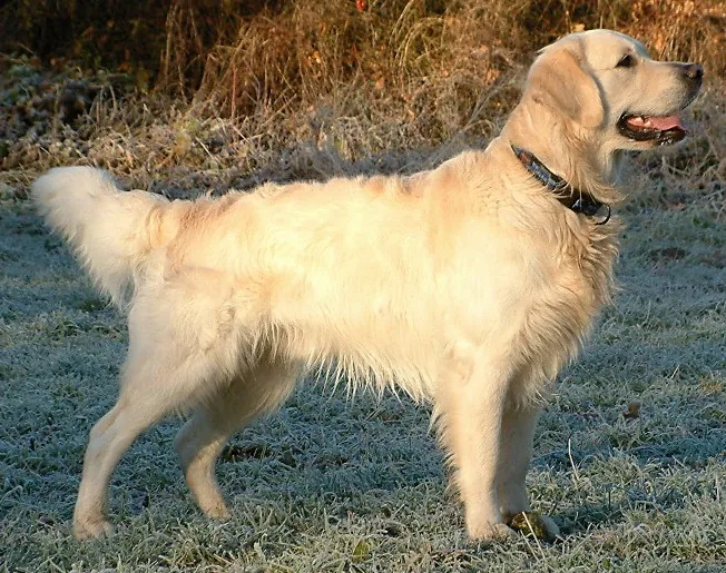 Golden Retriever dog breed
