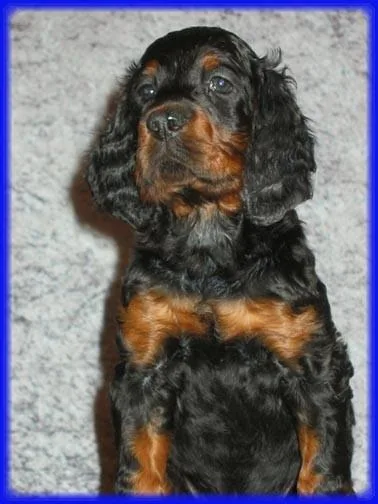 Gordon Setter dog breed
