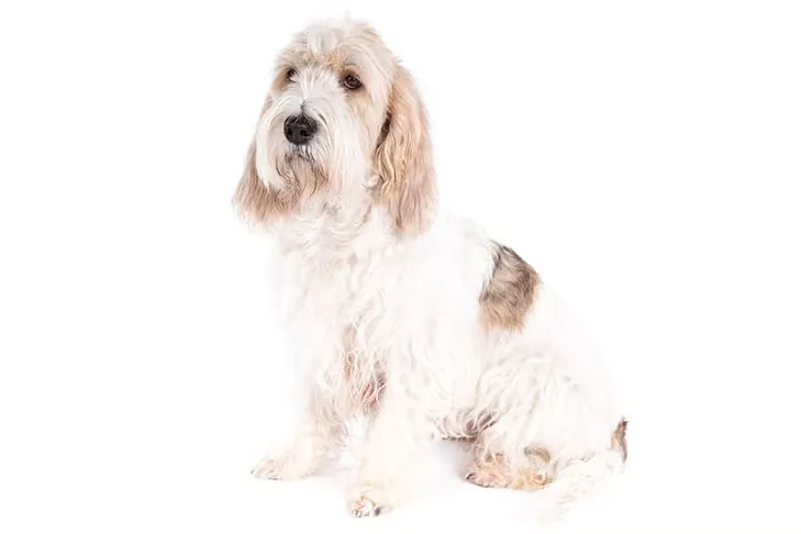 Grand Basset Griffon Vendéen dog breed