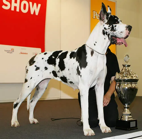 Great Dane dog breed