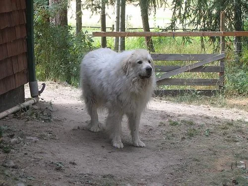 Great Pyrenees dog breed