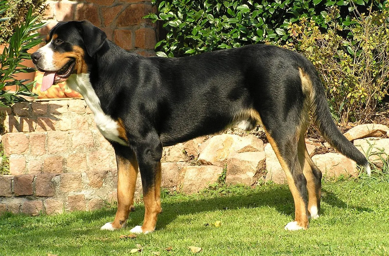 Greater Swiss Mountain Dog dog breed