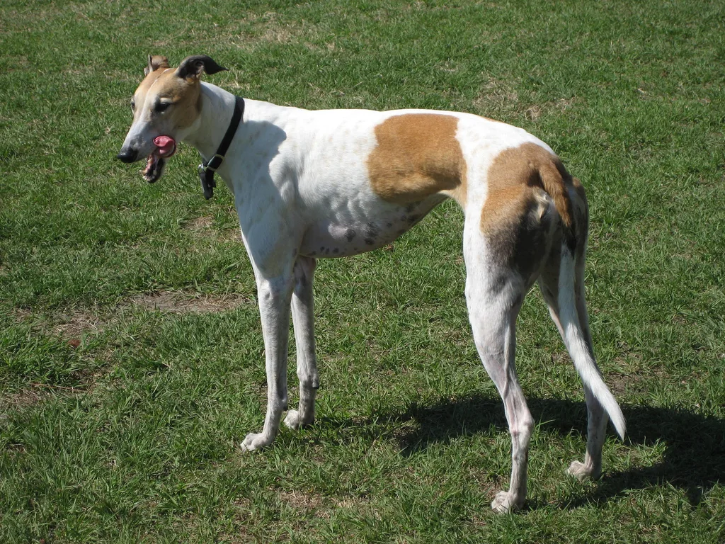 Greyhound dog breed