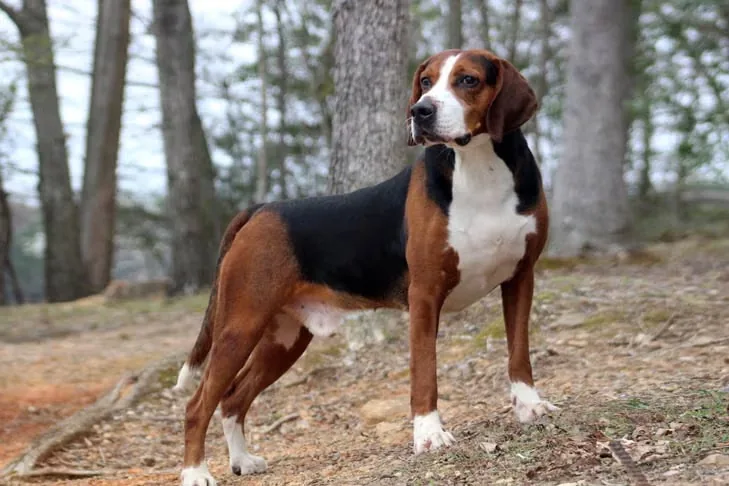 Hamiltonstovare dog breed