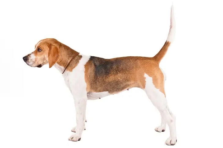 Harrier dog breed