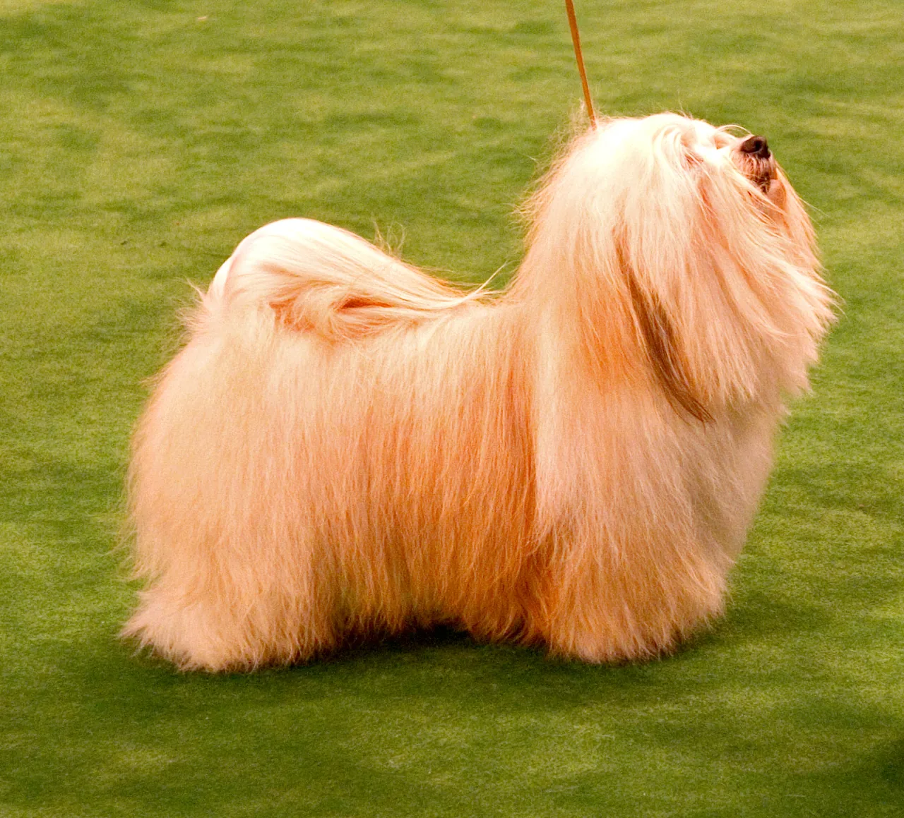 Havanese dog breed