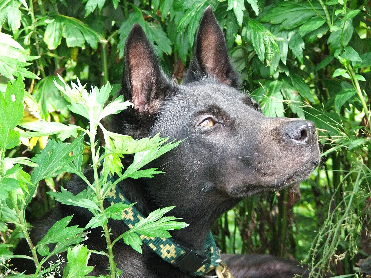 Hokkaido dog breed