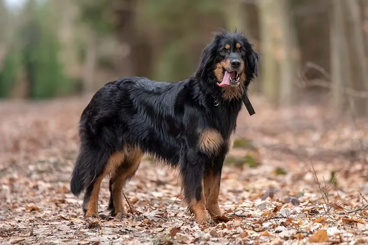 Hovawart dog breed