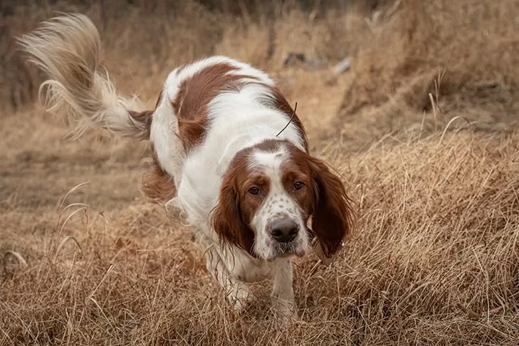 Irish Red and White Setter dog breed
