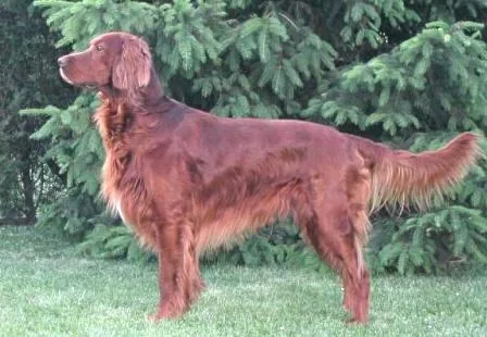 Irish Setter dog breed
