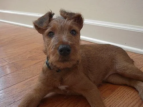 Irish Terrier dog breed
