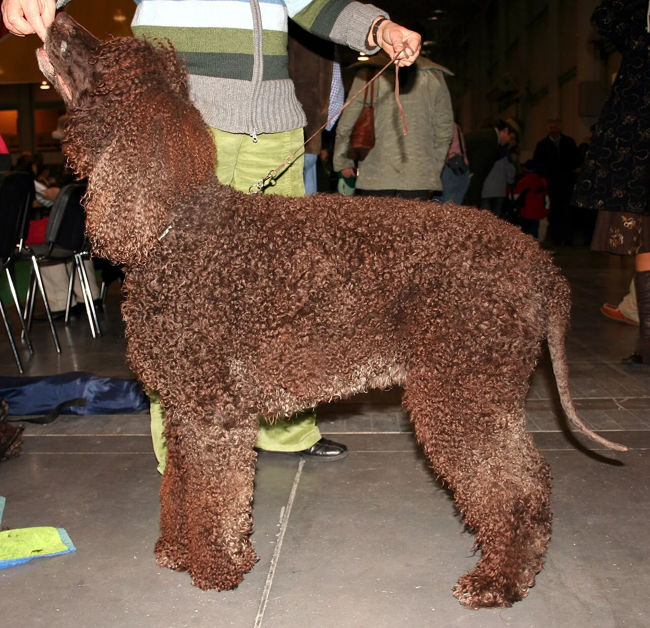 Irish Water Spaniel dog breed