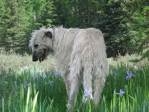 Irish Wolfhound dog breed