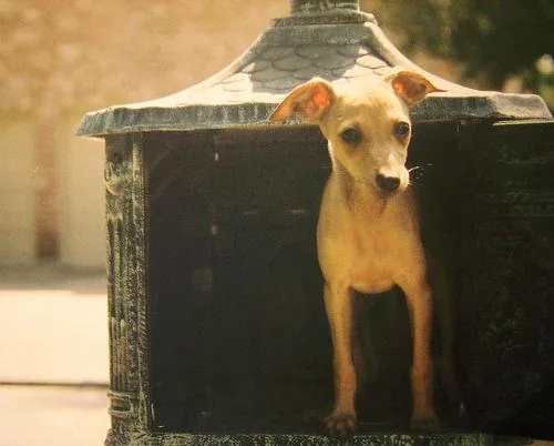 Italian Greyhound dog breed