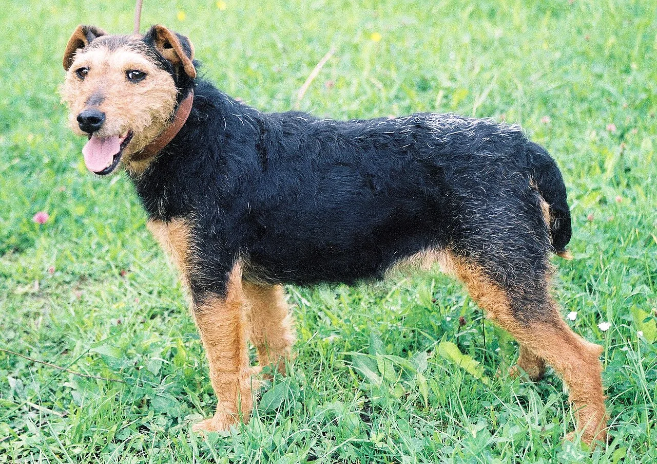 Jagdterrier dog breed