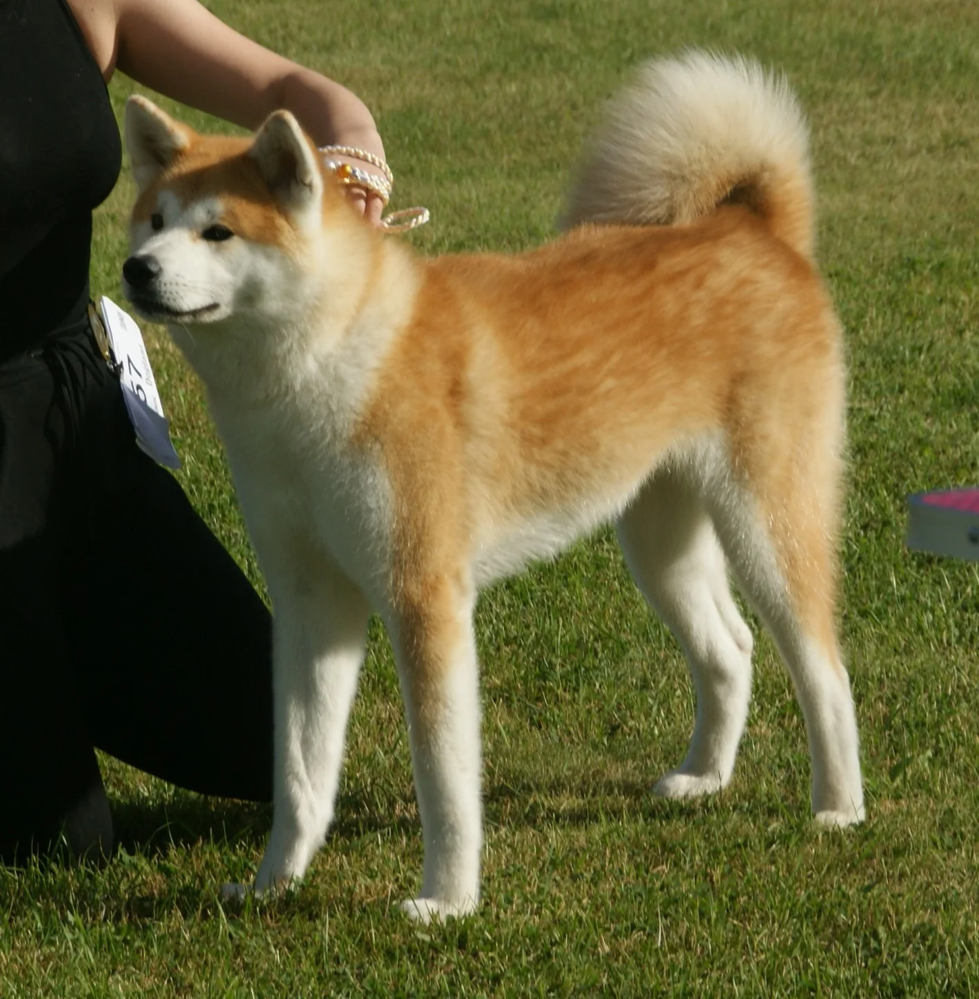 Japanese Akitainu dog breed
