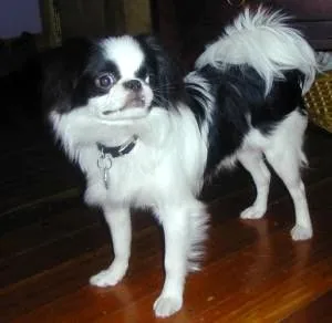 Japanese Chin dog breed