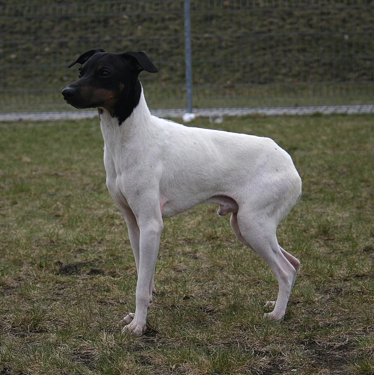 Japanese Terrier dog breed