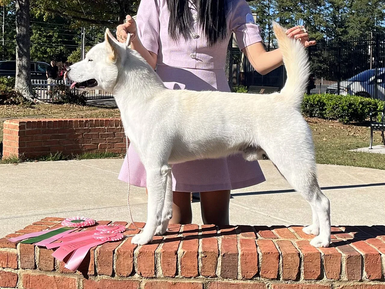 Jindo dog breed