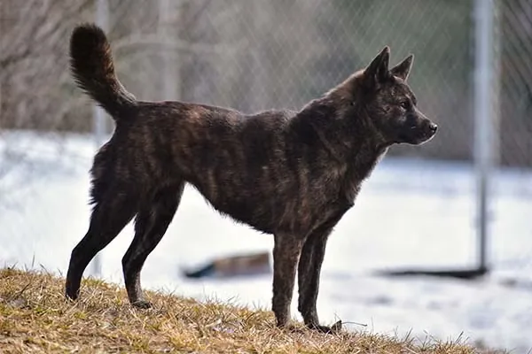Kai Ken dog breed