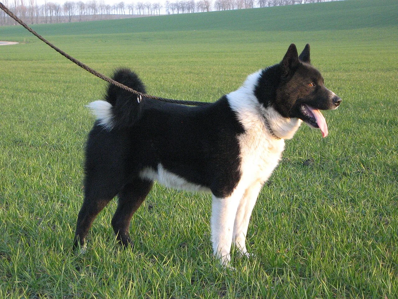 Karelian Bear Dog dog breed