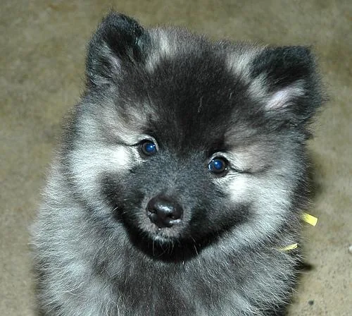 Keeshond dog breed