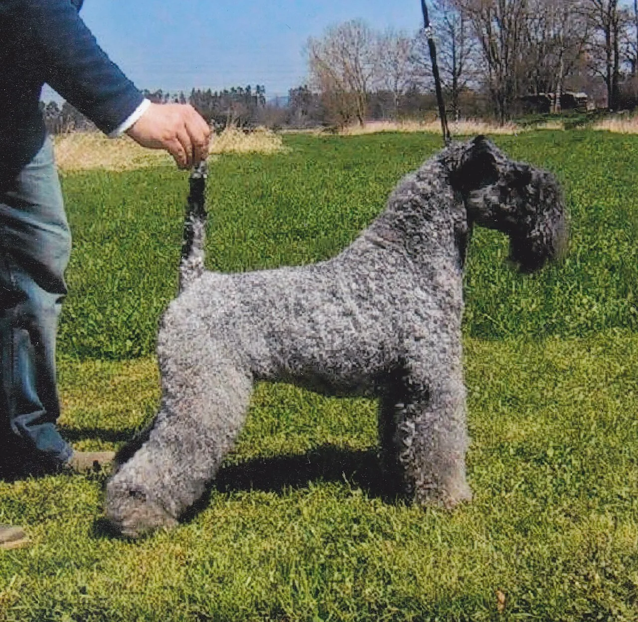 Kerry Blue Terrier dog breed