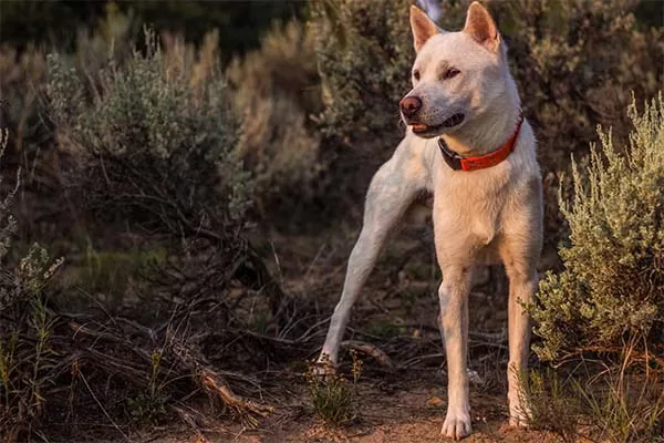 Kishu Ken dog breed