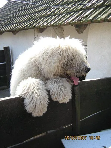 Komondor dog breed
