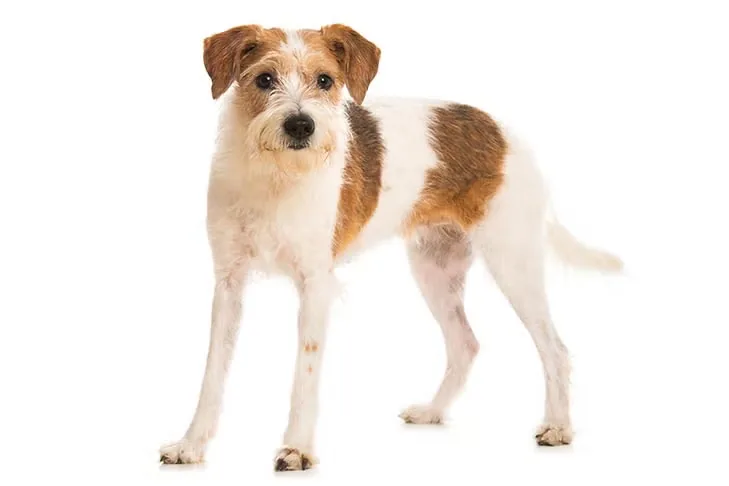 Kromfohrlander dog breed