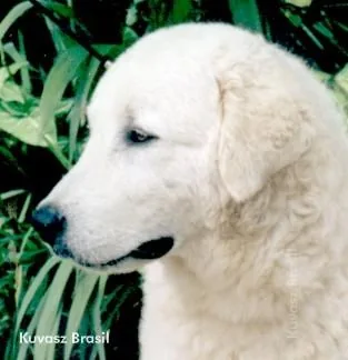 Kuvasz dog breed