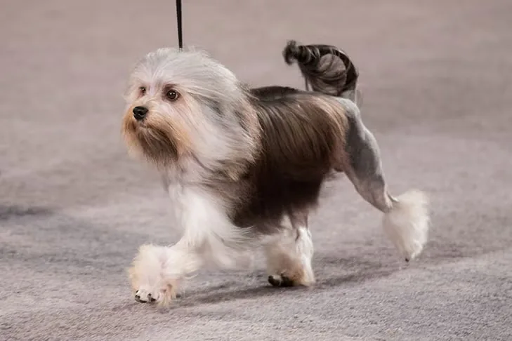 Löwchen dog breed
