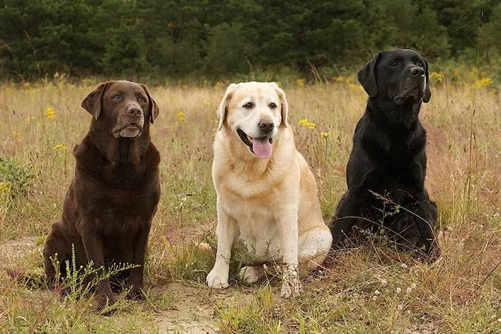 Labrador Retriever dog breed