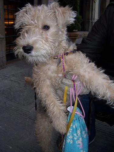 Lakeland Terrier dog breed
