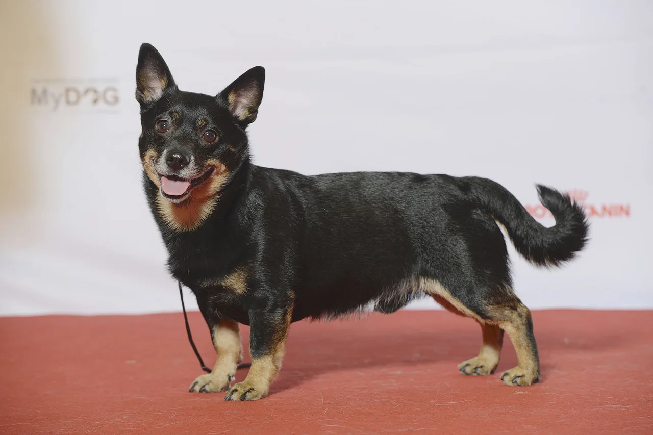 Lancashire Heeler dog breed