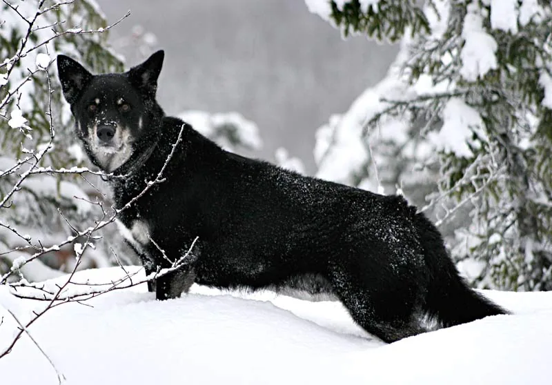 Lapponian Herder dog breed