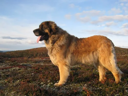 Leonberger dog breed