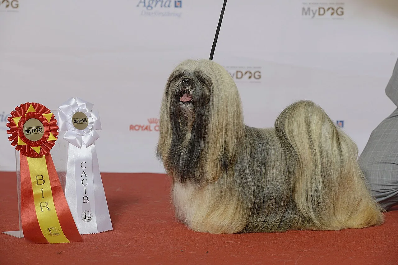 Lhasa Apso dog breed