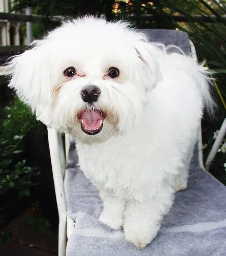 Maltese dog breed