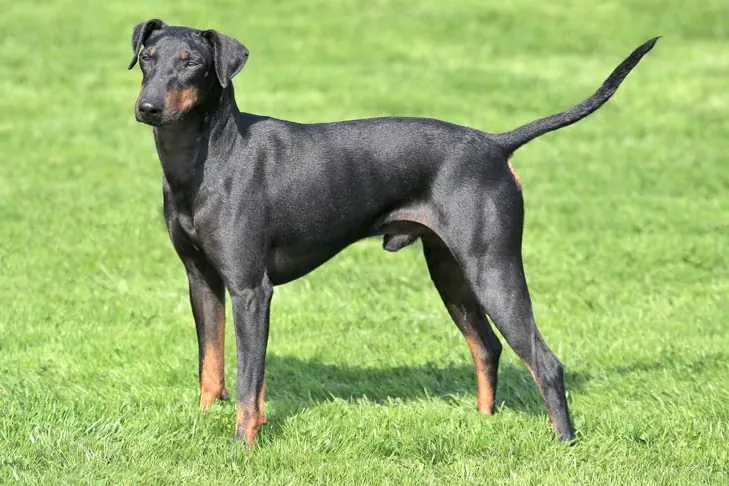 Manchester Terrier (Toy) dog breed