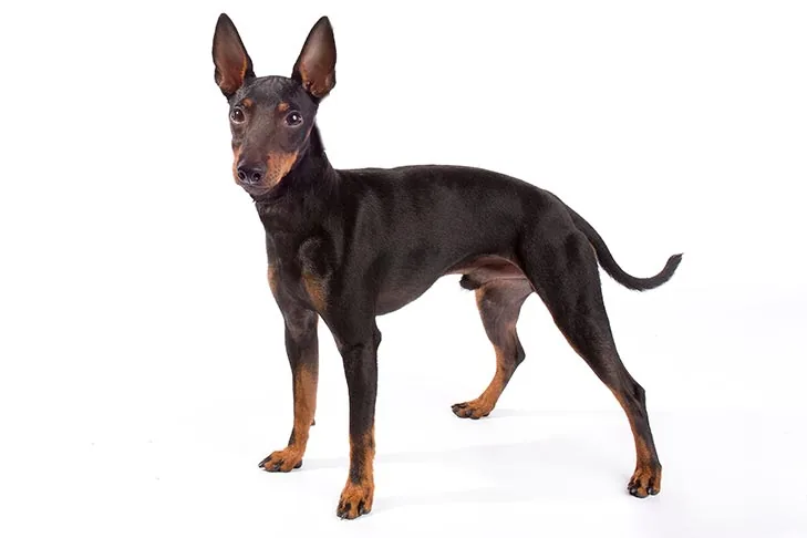 Manchester Terrier (Toy) dog breed