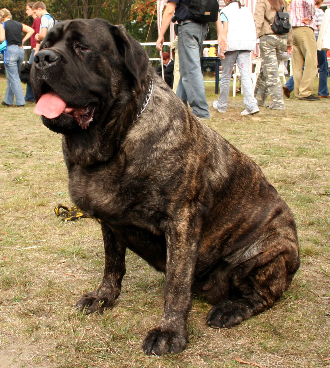 Mastiff dog breed
