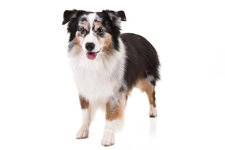 Miniature American Shepherd dog breed