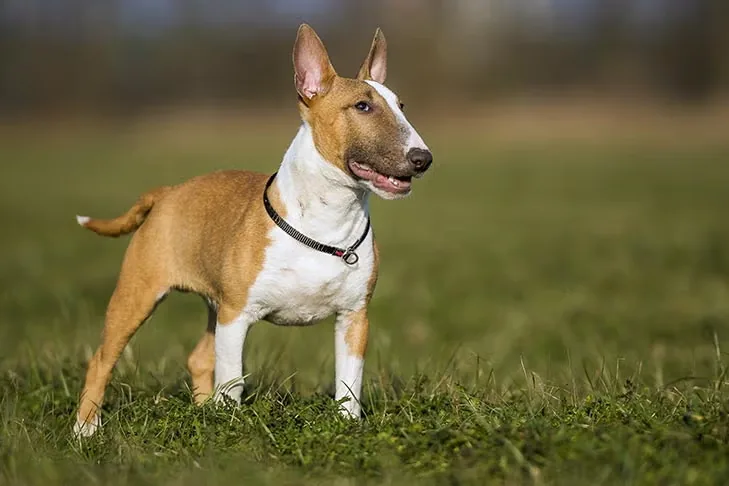 Miniature Bull Terrier dog breed
