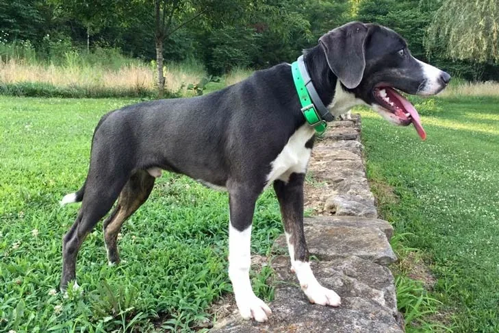 Mountain Cur dog breed