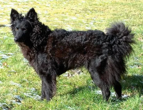 Mudi dog breed